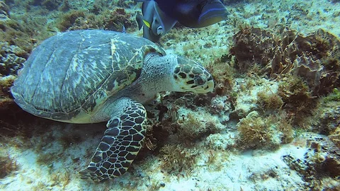 Large Hawksbill Turtle Eating 스톡 동영상 128384138