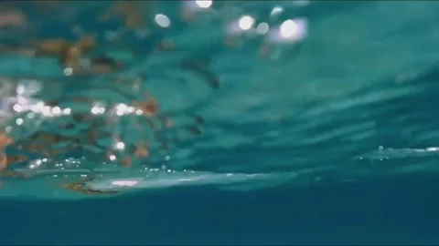 Large Hawksbill Turtle Feeding in Shallow Lagoon and Surfacing to Breathe Видео 343728172