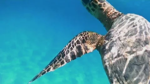 Large Hawksbill Turtle Feeding in Shallow Lagoon and Surfacing to Breathe Vídeo Stock 343728176