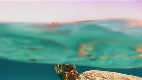 Large Hawksbill Turtle Feeding in Shallow Lagoon and Surfacing to Breathe Vídeo Stock 343728196