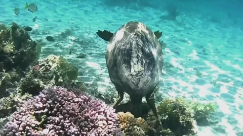 Large Hawksbill Turtle Foraging Among Coral Reef Stockbeeldmateriaal 344051216