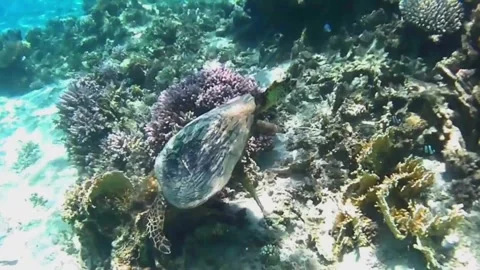 Large Hawksbill Turtle Foraging Among Coral Reef Vídeos de archivo 344051281