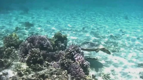 Large Hawksbill Turtle Foraging Among Coral Reef Stockbeeldmateriaal 344051285