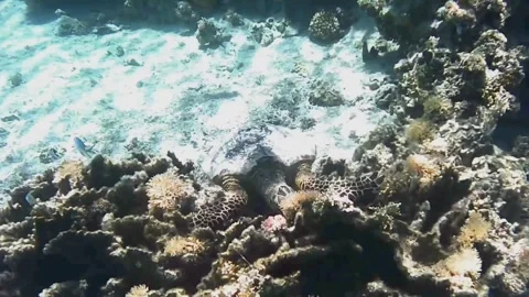 Large Hawksbill Turtle Foraging on Coral Reef Chased by Fish 库存影片 344050973