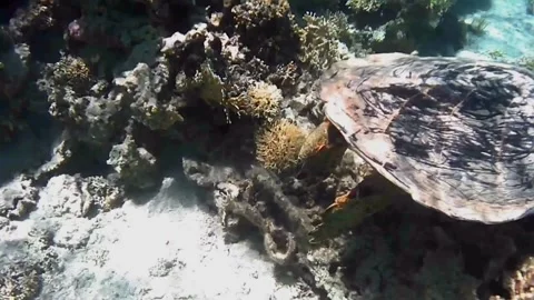 Large Hawksbill Turtle Foraging on Coral Reef Chased by Fish 库存影片 344050977