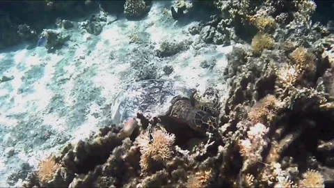 Large Hawksbill Turtle Foraging on Coral Reef Chased by Fish Vídeos de archivo 344050978