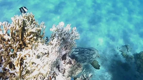Large Hawksbill Turtle Foraging on Coral Reef Chased by Fish Video stock 344050981