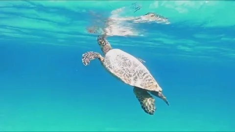 Large Hawksbill Turtle Surfacing in Shallow Lagoon Stock-Footage 343316961