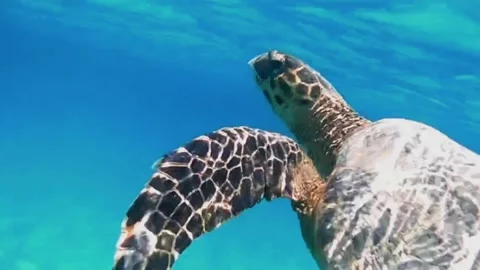 Large Hawksbill Turtle Surfacing in Shallow Lagoon 動画素材 343317046