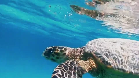 Large Hawksbill Turtle Surfacing in Shallow Lagoon 스톡 동영상 343317072