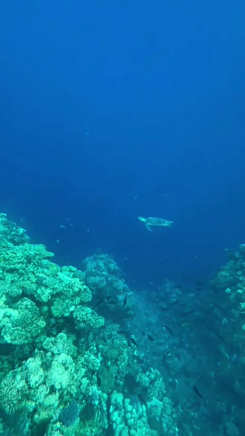 Large Hawksbill Turtle Swimming Between Coral Reef Formations 스톡 동영상 345146823