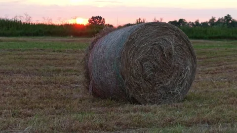 Large hay bales arranged in rows on a cut meadow, backlit by warm evening s.. Stock Footage 313611015