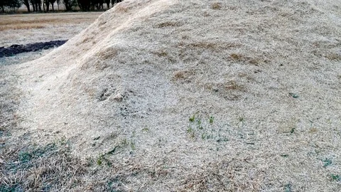 Large hay stack, Stock Footage 101300934