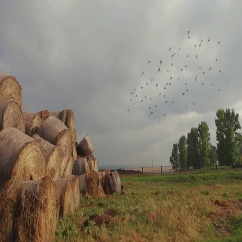 Large haystacks in the rural autumn field, birds flying over it Video stock 69727796