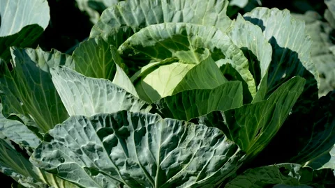 A large head of cabbage with leaves in a bed. Growing organic vegetables Stock Footage 256134391