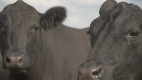 Large head of a cow slow down Stock Footage 142032143