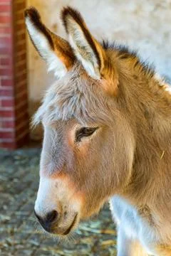 Large head of a donkey Stock Photos