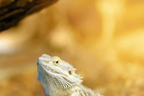 Large head of a lizard of the genus Agama on a bright yellow background Stock Photos