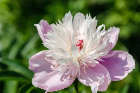 Large head of opened pink peony flower in a summer garden. Stock Photos