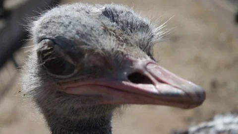 Large head of an ostrich 스톡 동영상 83186957