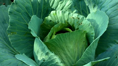 A large head of ripe cabbage in cabbage leaves in the garden. Growing and Stock Footage 249692804