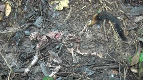 Large-headed Brown Capuchin corpse laying on rainforest floor in the Amazon Video stock 60228612
