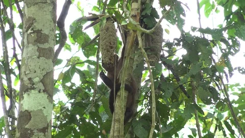 Large-headed Brown Capuchin feed on fruit in amazon rainforest Stock Footage 99364715