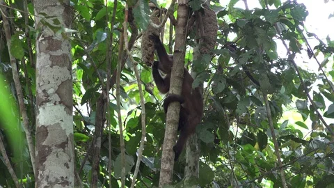 Large-headed Brown Capuchin feeding on fruits in amazon rainforest Video stock 99250640