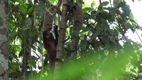 Large-headed Brown Capuchin feeding on fruits in amazon rainforest Stock Footage 99364825
