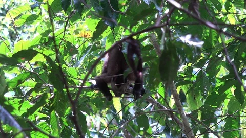 Large-headed Brown Capuchin gnawing on thin stick and move away Stock Footage 99364813