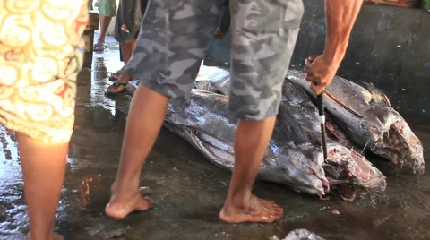 Large Headless Fish Are Purchased at a Local Fish Market in Asia 1080 Stock Footage 40475206