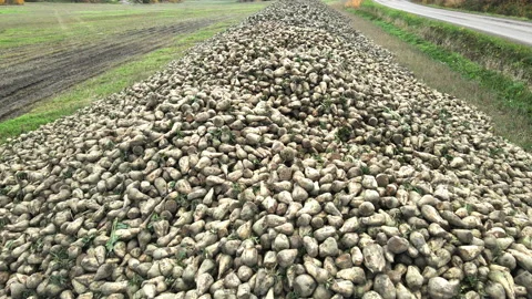Large heaps of collected sugar beets in a field Stock-Footage 163097068