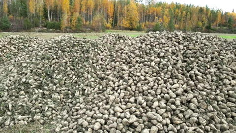 Large heaps of collected sugar beets in a field Vidéo 163097090