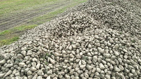 Large heaps of collected sugar beets in a field Video stock 163097095