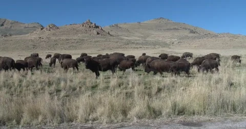 Large heard of bison Stock Footage 141268988