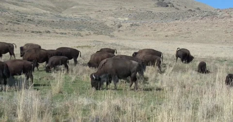 Large heard of bison Stock Footage 141269802
