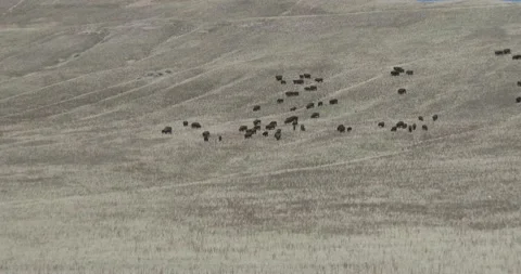 Large heard of bison moving along a hillside Stock Footage 141267020