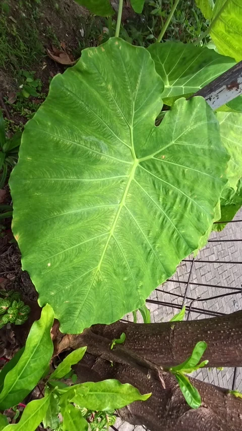 A large, heart-shaped green leaf with visible veins, possibly taro or eleph.. Stock Footage 305828976