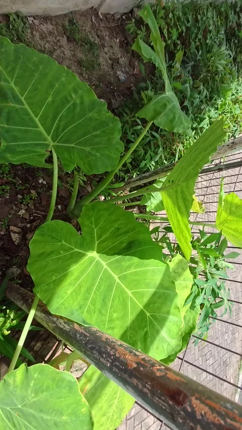 A large, heart-shaped green leaf with visible veins, possibly taro or eleph.. Stock Footage 305829025