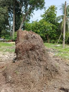 A large, heavily decayed tropical tree stump stands prominently in fibrous soil Stock Photos