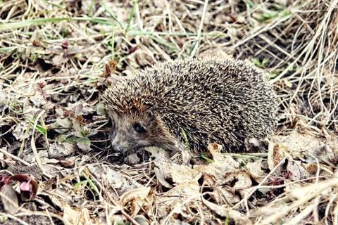 Large hedgehog in the fall leaves close up Foto stock