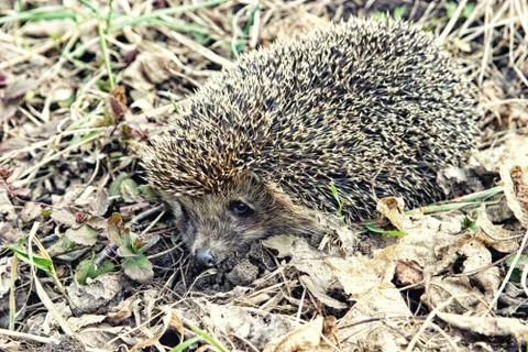 Large hedgehog in the fall leaves close up Foto stock