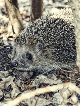 Large hedgehog in the fall leaves close up Stock Photos