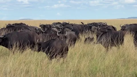 A large herd of african buffalo grazing in the vast savanna grasslands Vidéo 335049572