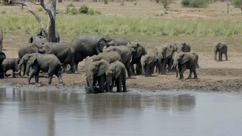 Large herd of African elephant go for mud bath Stock Footage 146282996