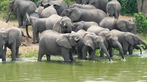 Large herd of african elephants drinking water from a river Stock Footage 331286505