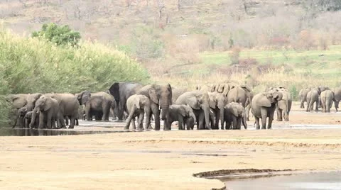 Large herd of African Elephants at the river. Stock Footage 11902807
