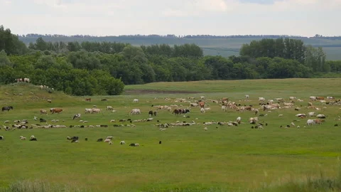A large herd of animals, sheep, cows, horses, a bird on a green spring meadow Stock Footage 87952728