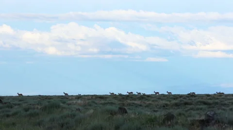 LARGE HERD OF ANTELOPE MOVING ACROSS OPEN FIELD Stock Footage 52305038