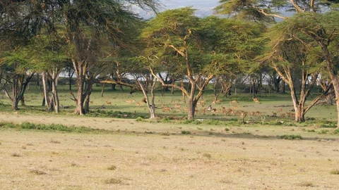 A Large Herd Of Antelopes Graze On A Green Lawn In The African Savannah Stock Footage 95948461